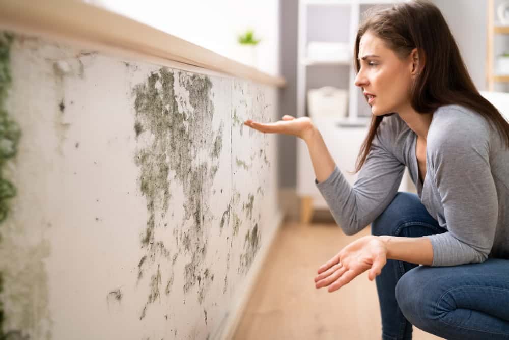 Why DIY Mold Removal in South Florida Makes the Problem Worse