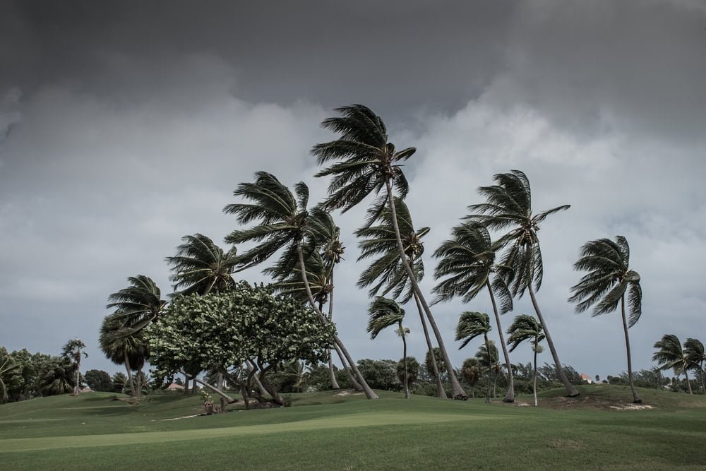 Wind-swept palm trees leaning dramatically against a dark, cloudy sky on a green landscape, suggesting a strong breeze or stormy weather.