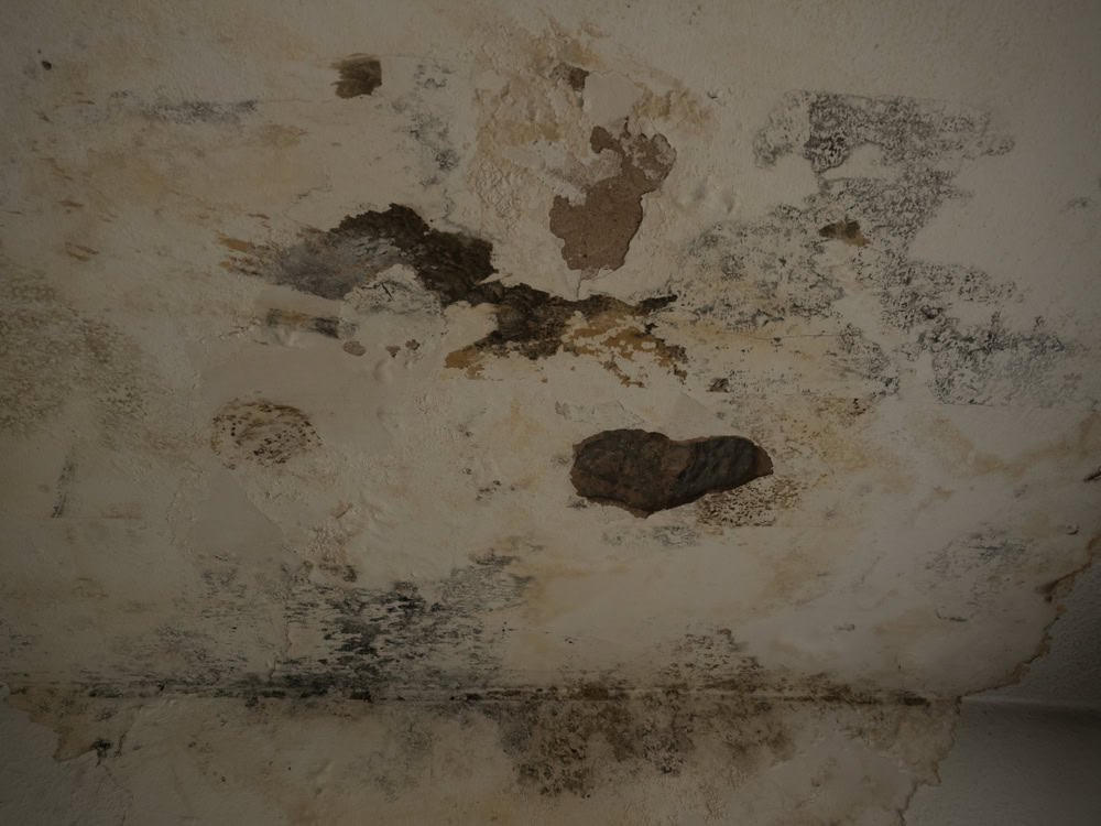 Ceiling with extensive water damage and mold, displaying dark stains, peeling paint, and patches of discolored material. The surface appears to be deteriorating, indicating significant moisture issues.